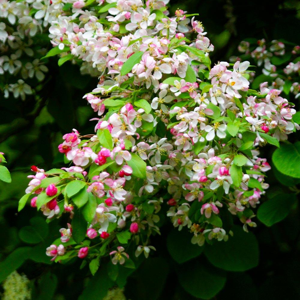 Red Delicious Apple Tree - Image 5