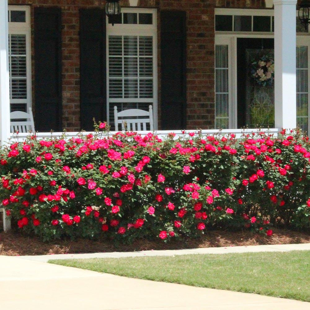 Double Knock Out® Rose Shrub - Image 3