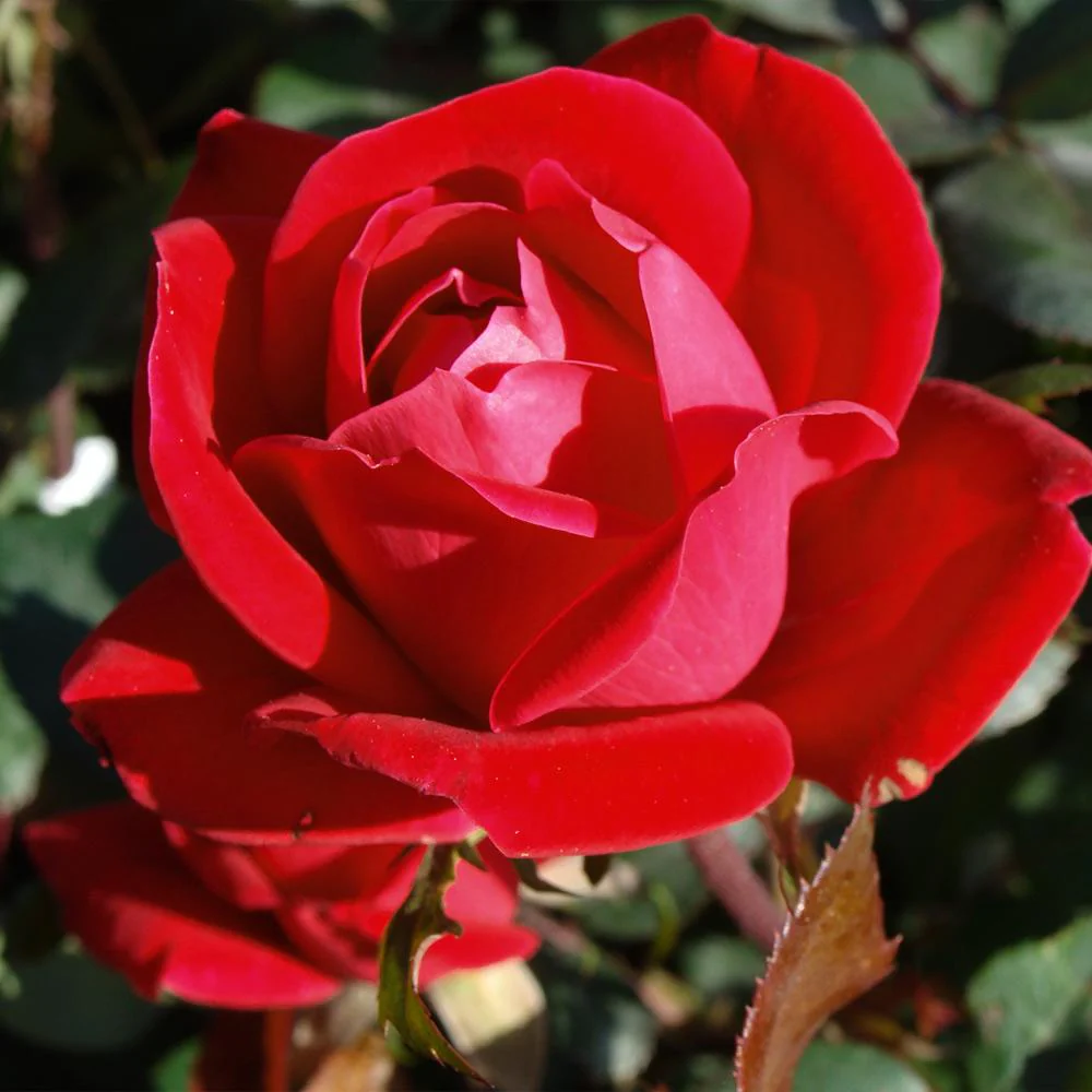 Double Knock Out® Rose Shrub - Image 4