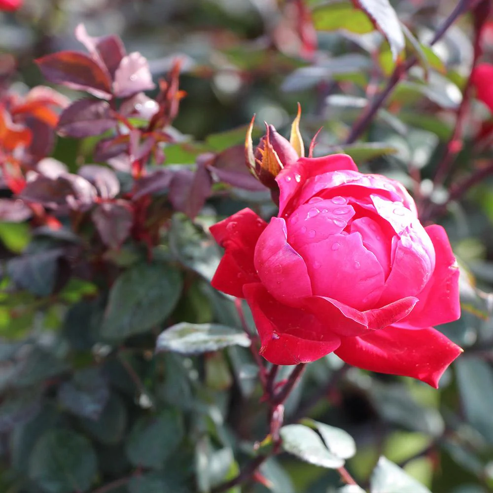 Double Knock Out® Rose Shrub - Image 5