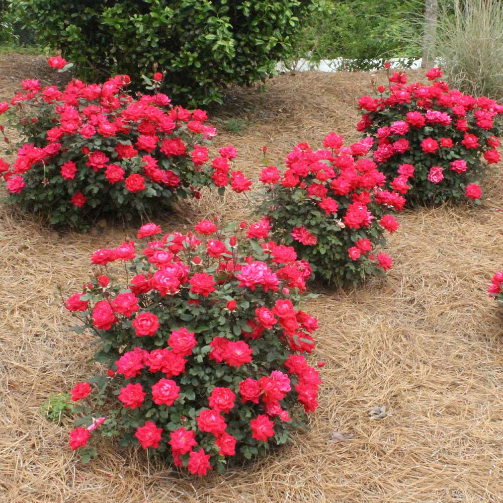 Double Knock Out® Rose Shrub - Image 6