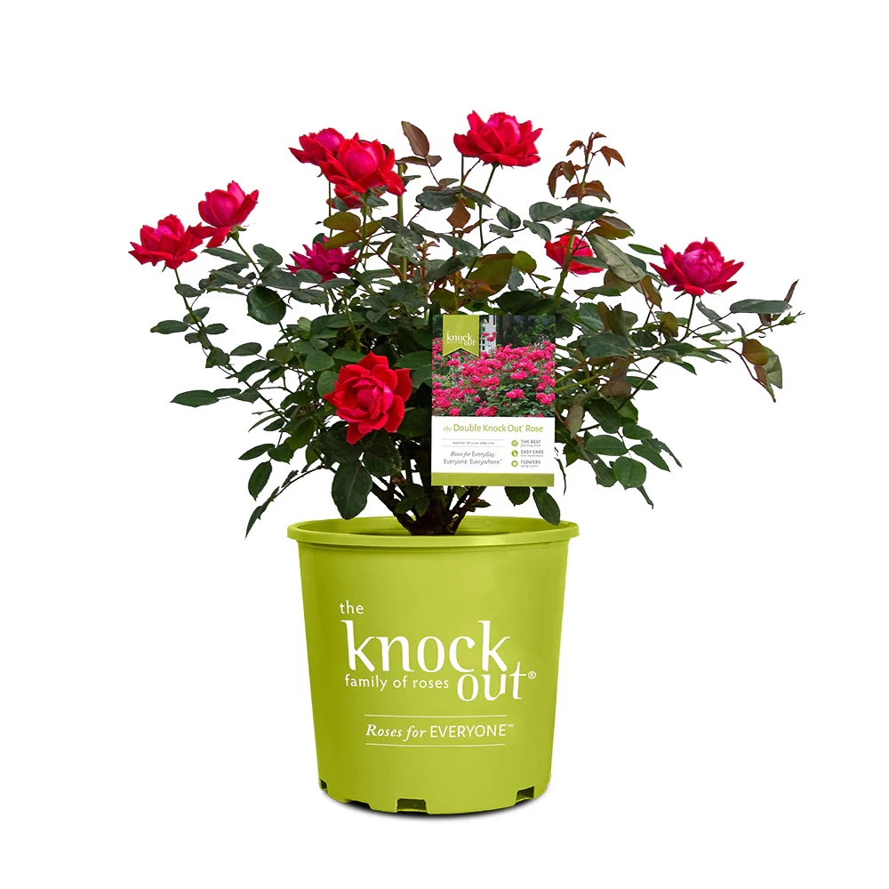 Double Knock Out® Rose Shrub - Image 7