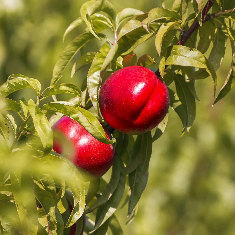 Red Gold Nectarine Tree - Image 3