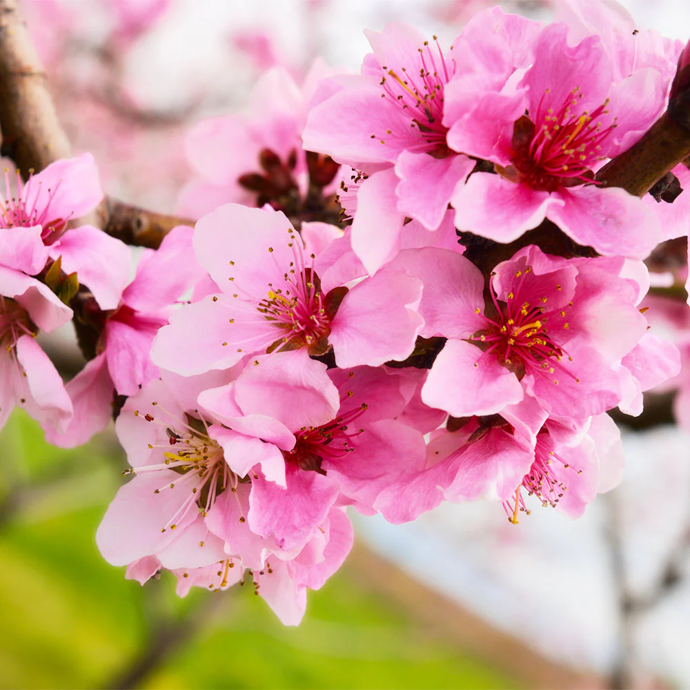 Red Gold Nectarine Tree - Image 4