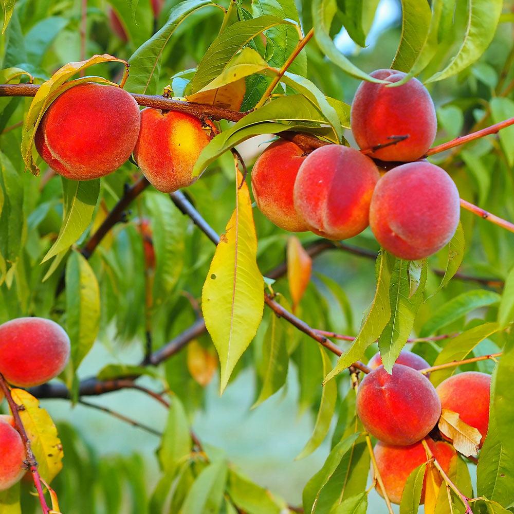Red Haven Peach Tree - Image 2