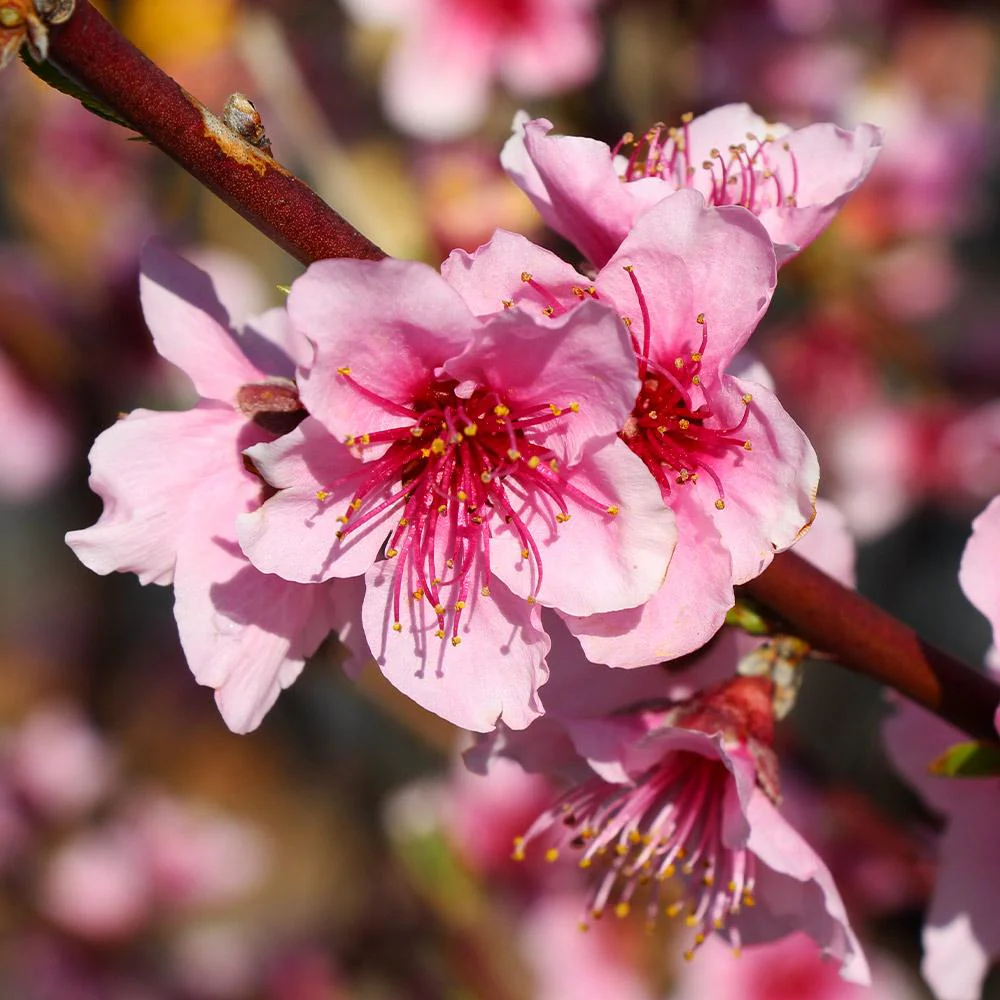 Red Haven Peach Tree - Image 3