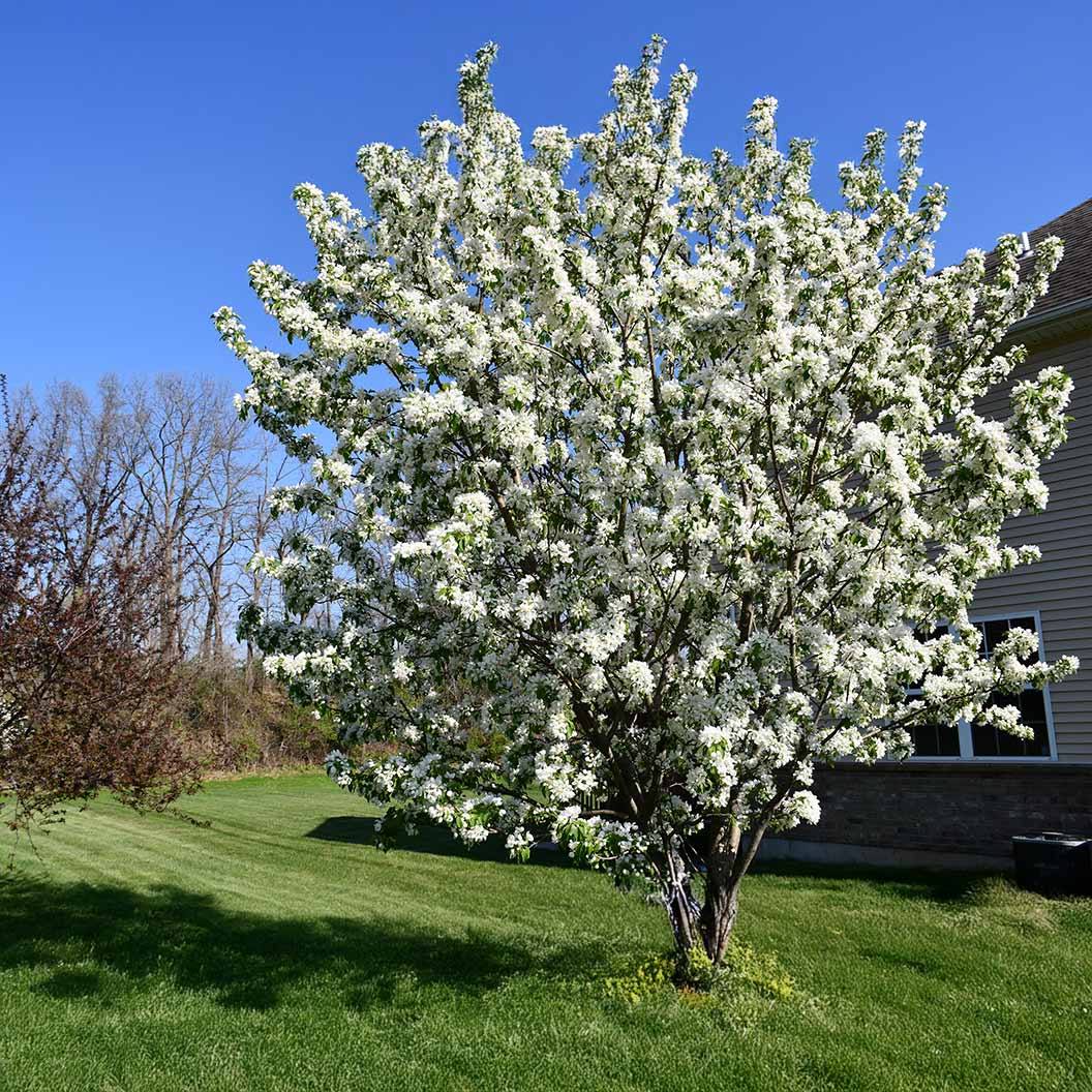Red Jewel® Crabapple Tree - Image 2
