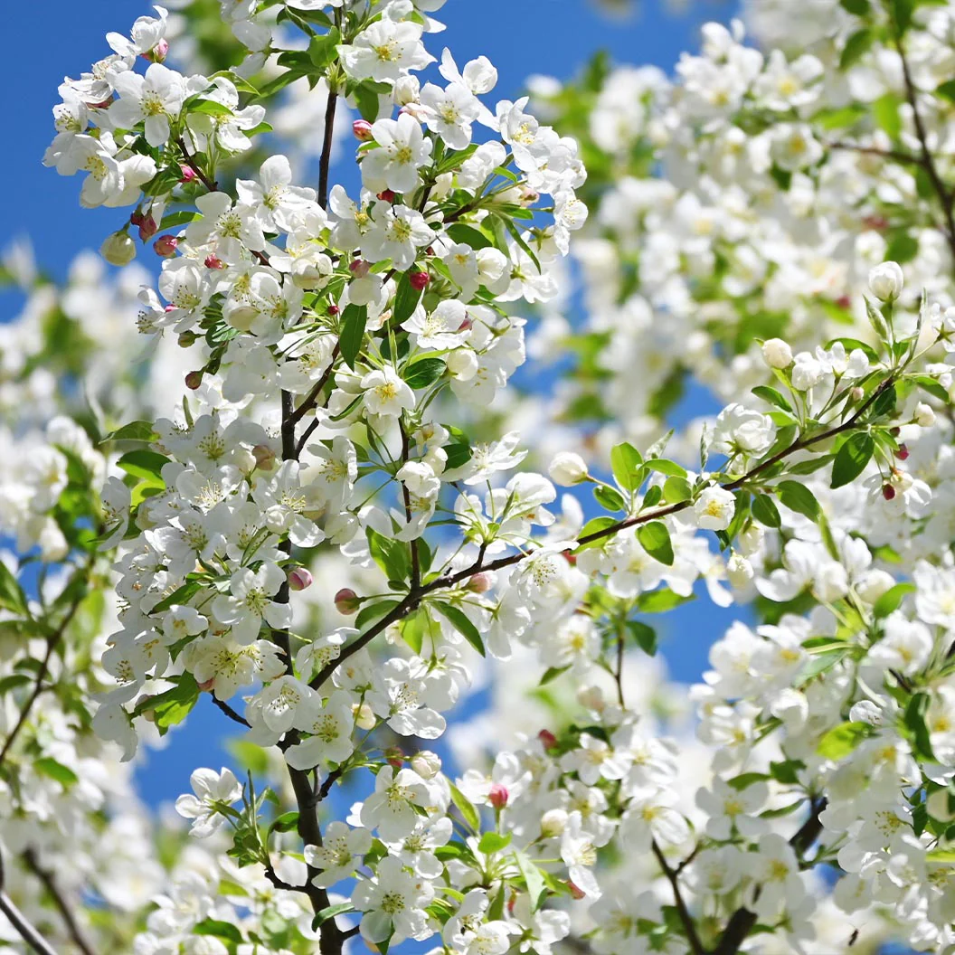 Red Jewel® Crabapple Tree - Image 3
