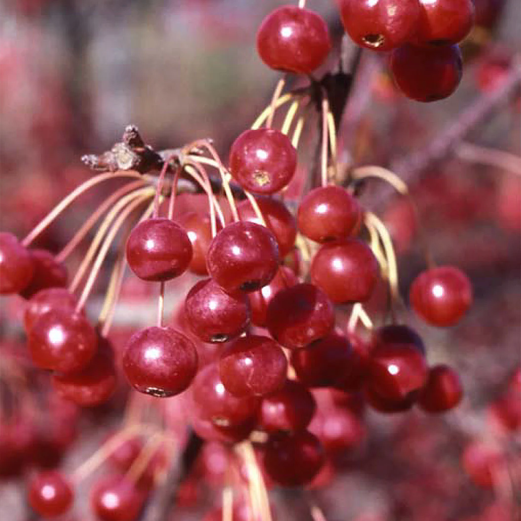 Red Jewel® Crabapple Tree - Image 4