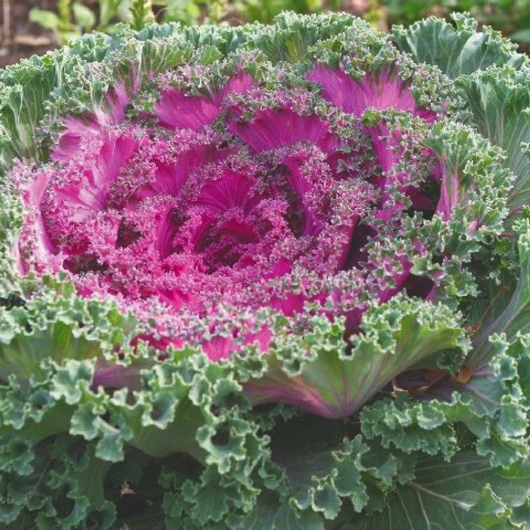 Red Kamome™ Ornamental Kale - Image 2