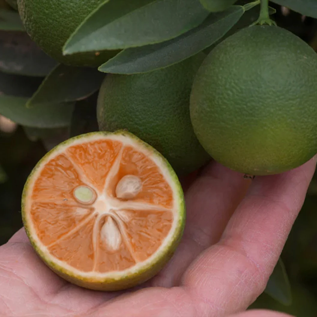 Red Lime Tree - Image 2