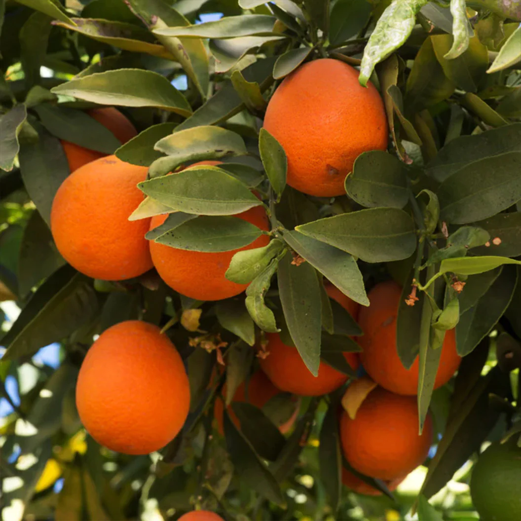 Red Lime Tree - Image 3