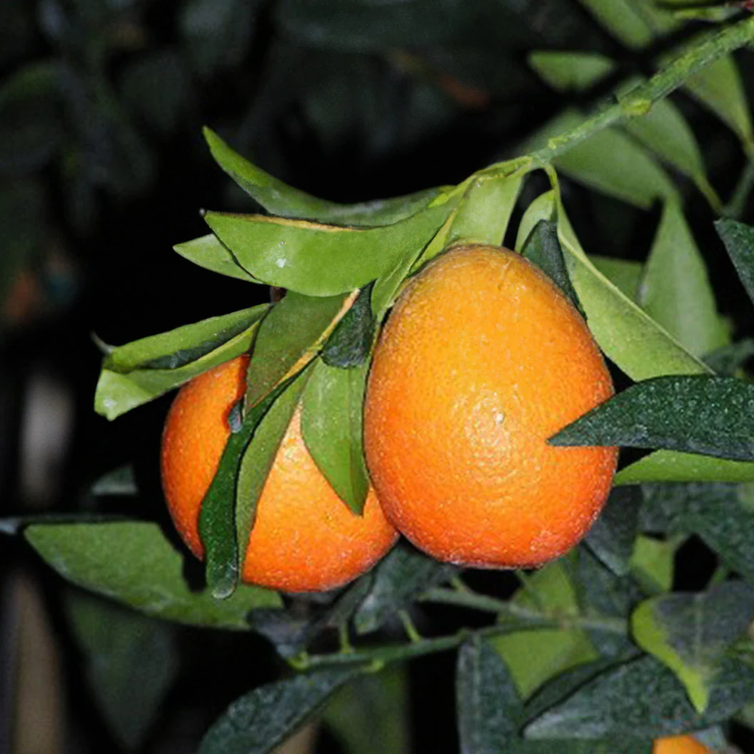 Red Lime Tree - Image 4