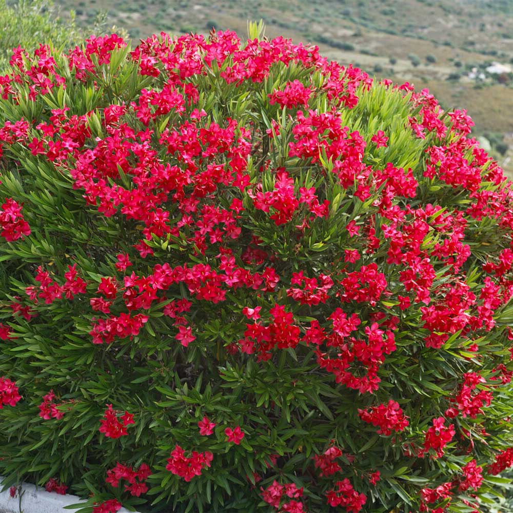 Red Oleander - Image 2