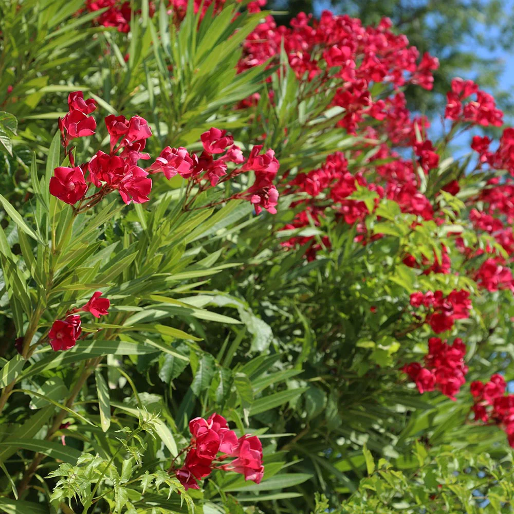 Red Oleander - Image 3