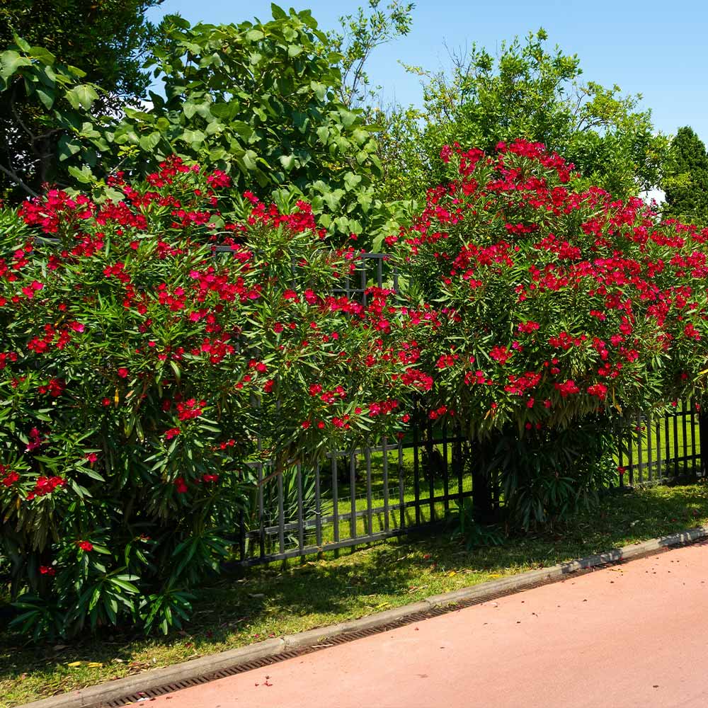 Red Oleander - Image 4