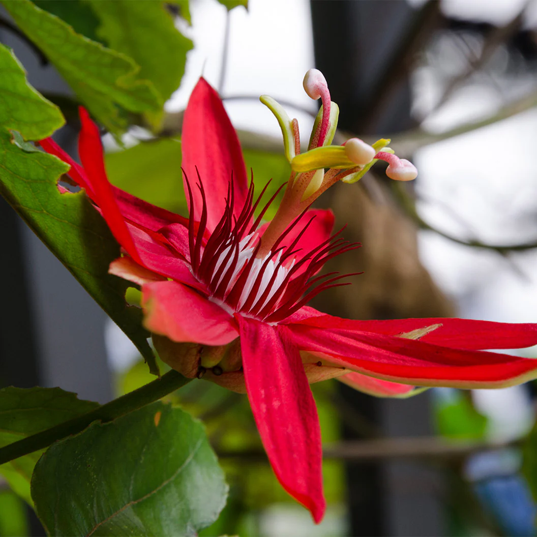 Red Passion Flower - Image 2