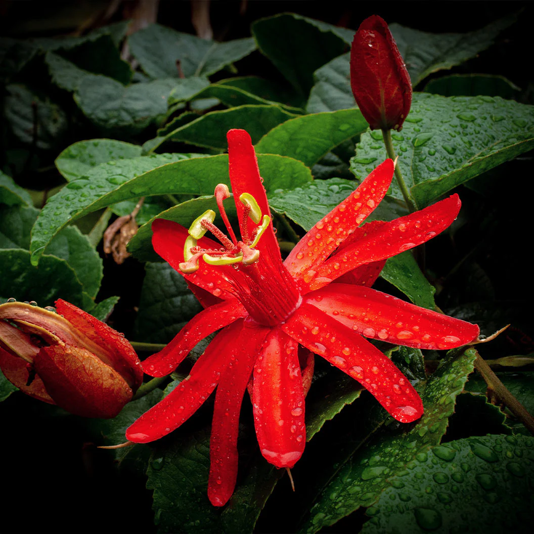 Red Passion Flower - Image 3