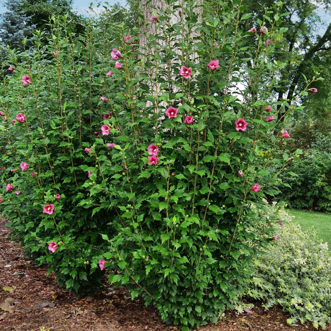 Proven Winners® Red Pillar® Rose of Sharon Althea - Image 2