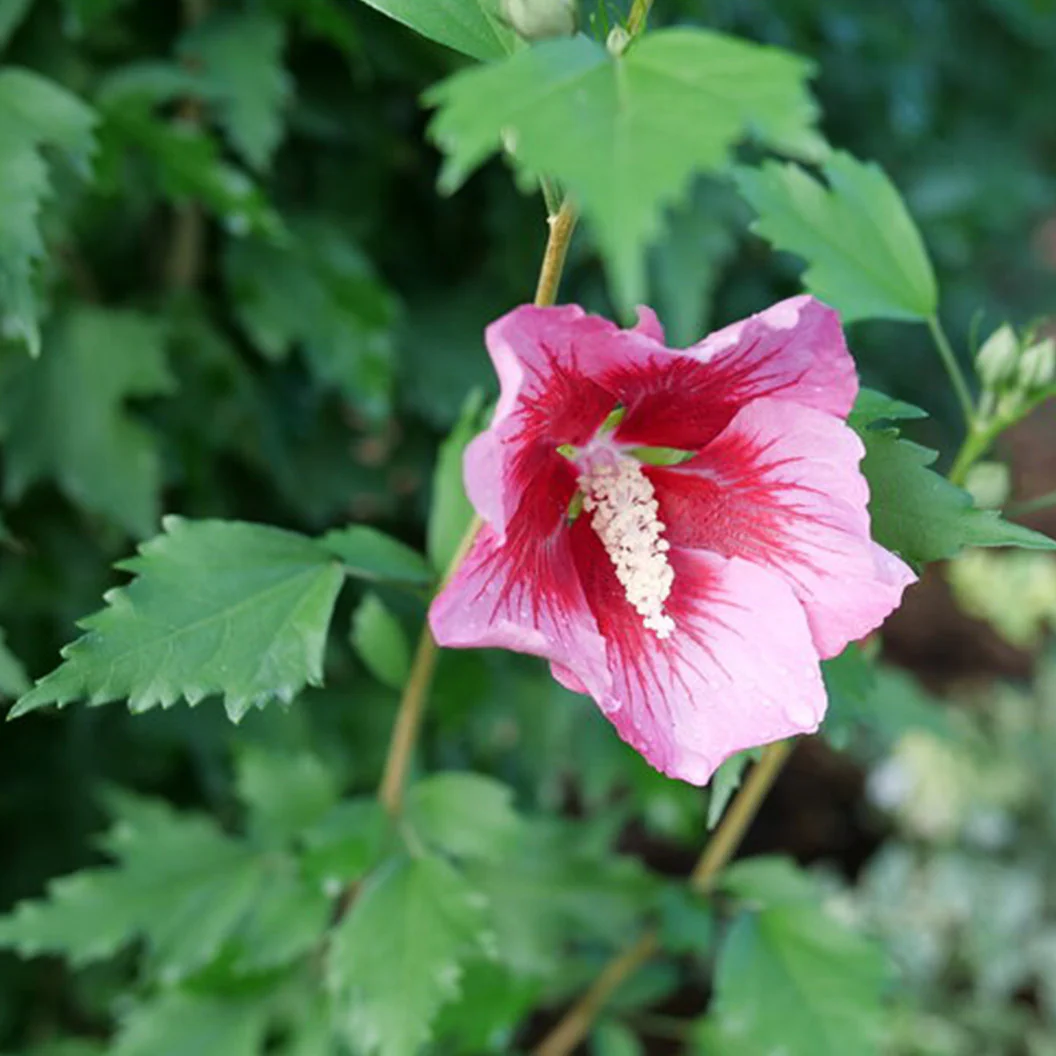 Proven Winners® Red Pillar® Rose of Sharon Althea - Image 3