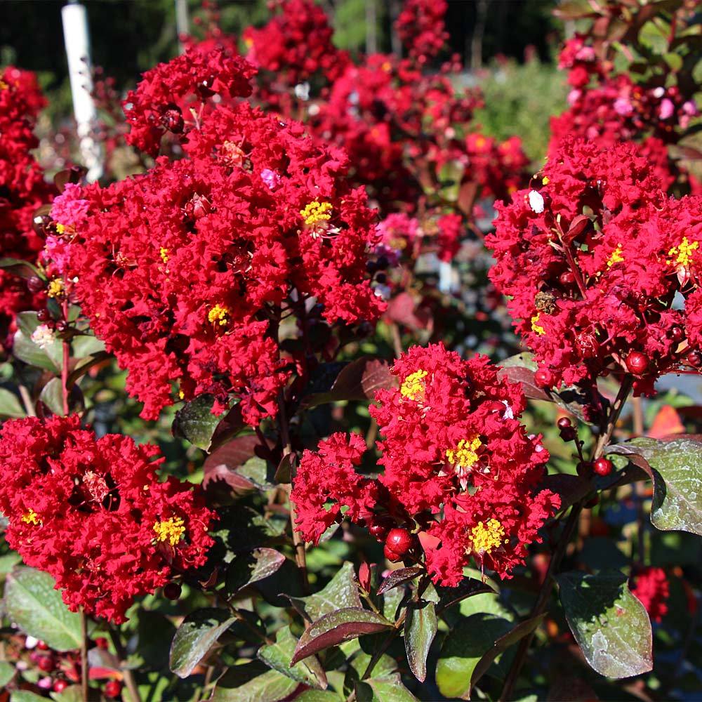 Red Rocket Crape Myrtle Tree - Image 3