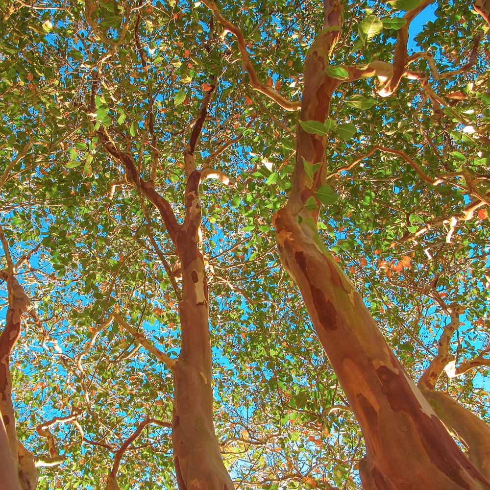 Red Rocket Crape Myrtle Tree - Image 4