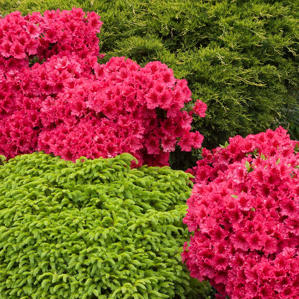 Red Ruffle Azalea Shrub - Image 2