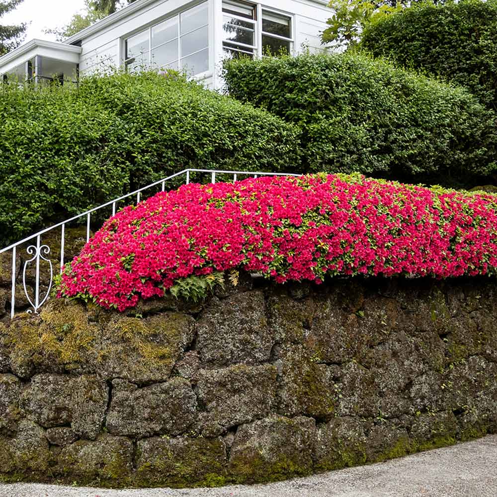 Red Ruffle Azalea Shrub - Image 3