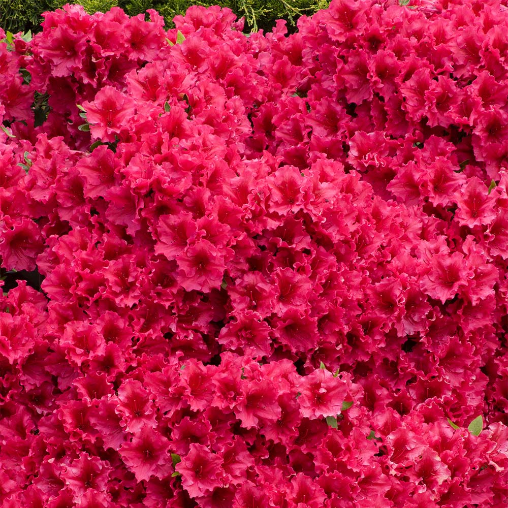 Red Ruffle Azalea Shrub - Image 4