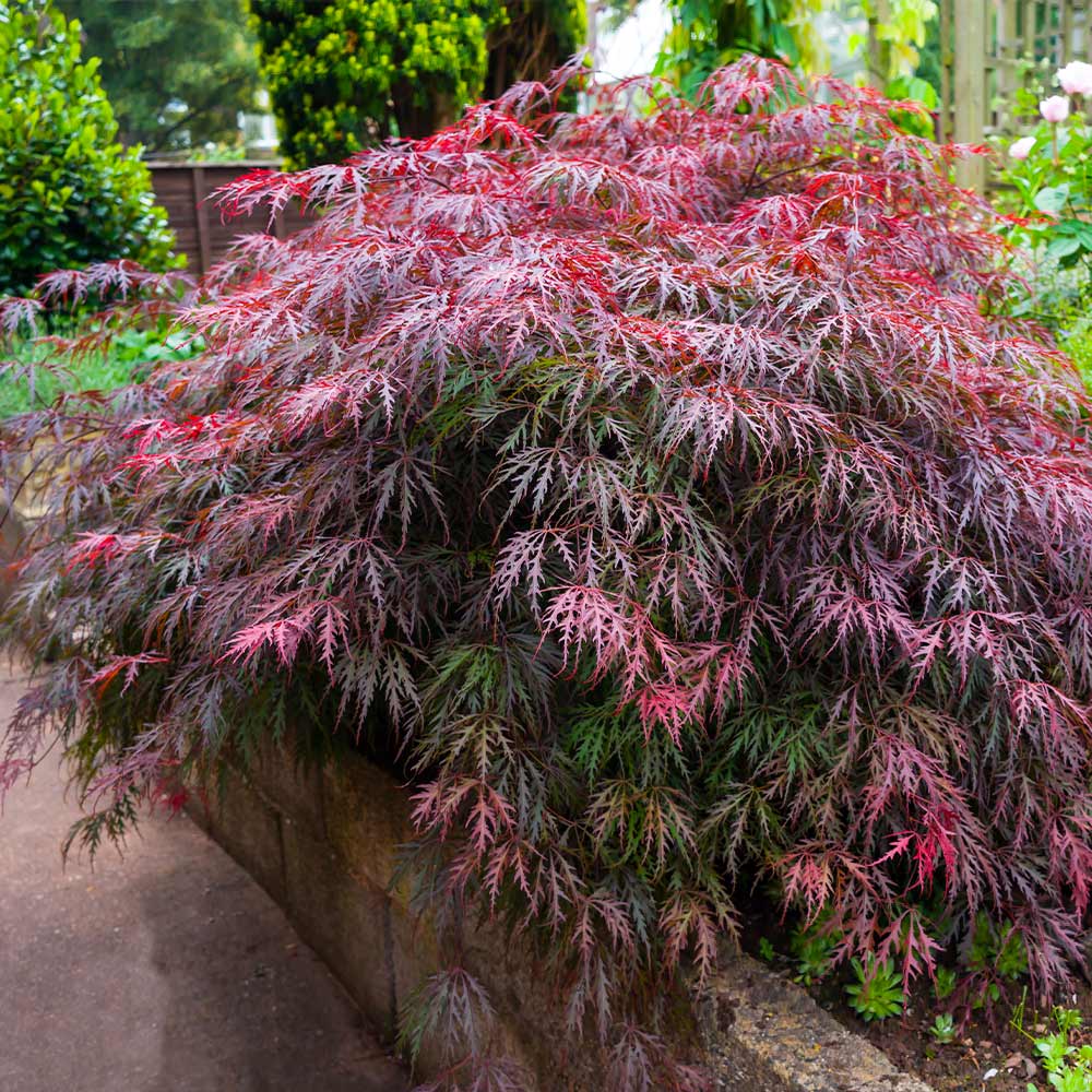Red Select Japanese Maple Tree - Image 3