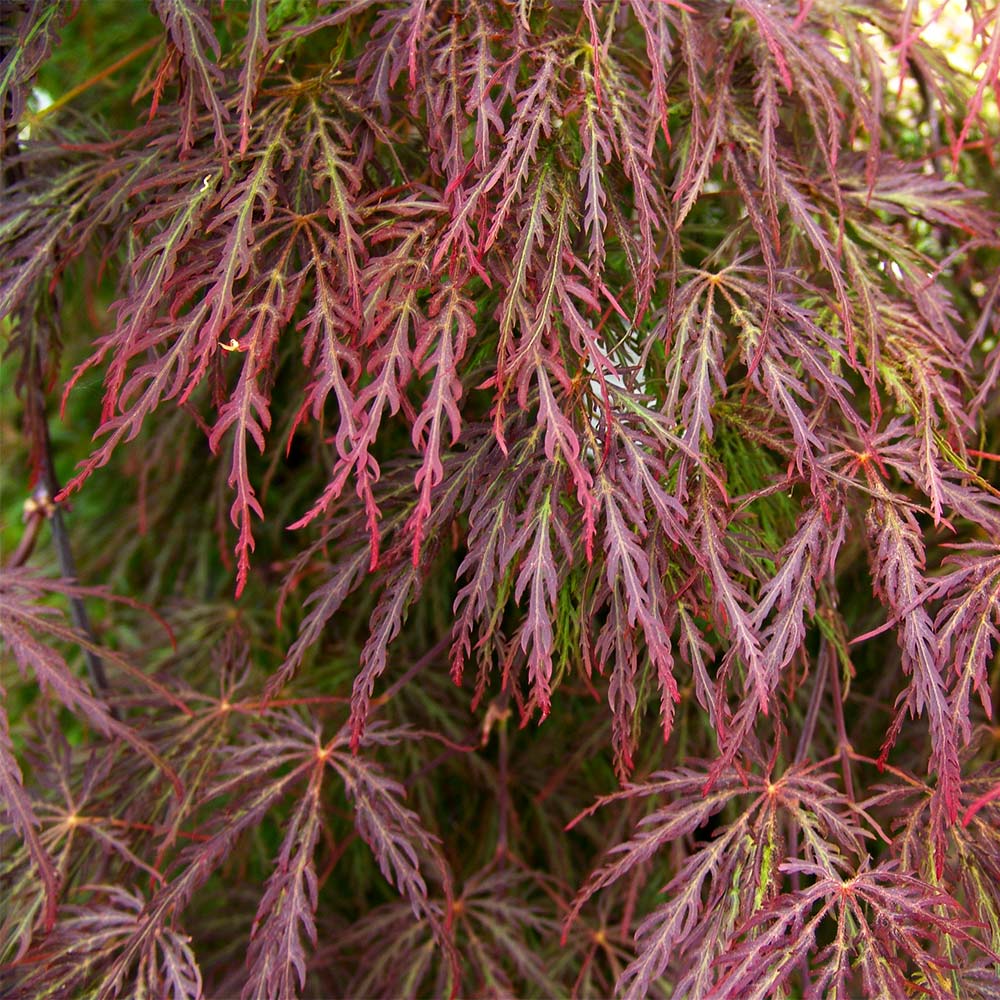 Red Select Japanese Maple Tree - Image 4