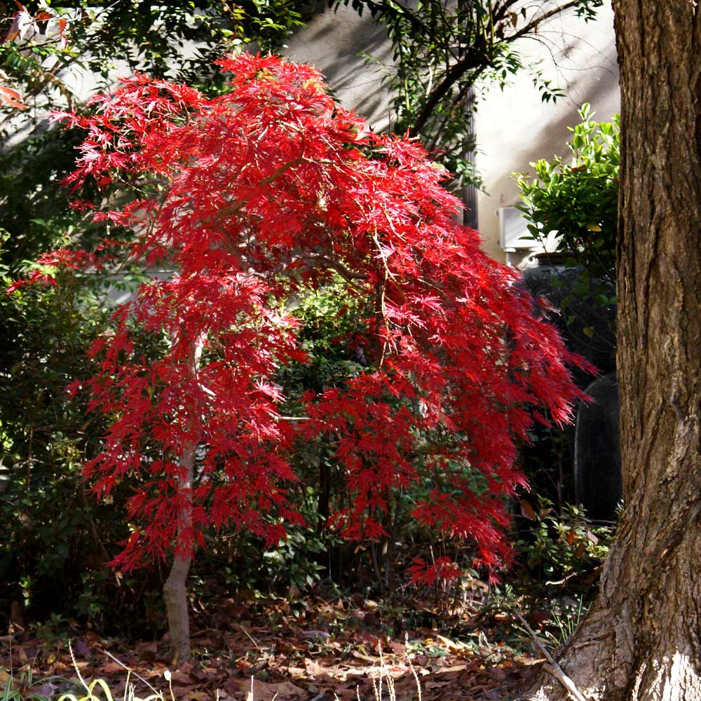 Red Select Japanese Maple Tree - Image 5