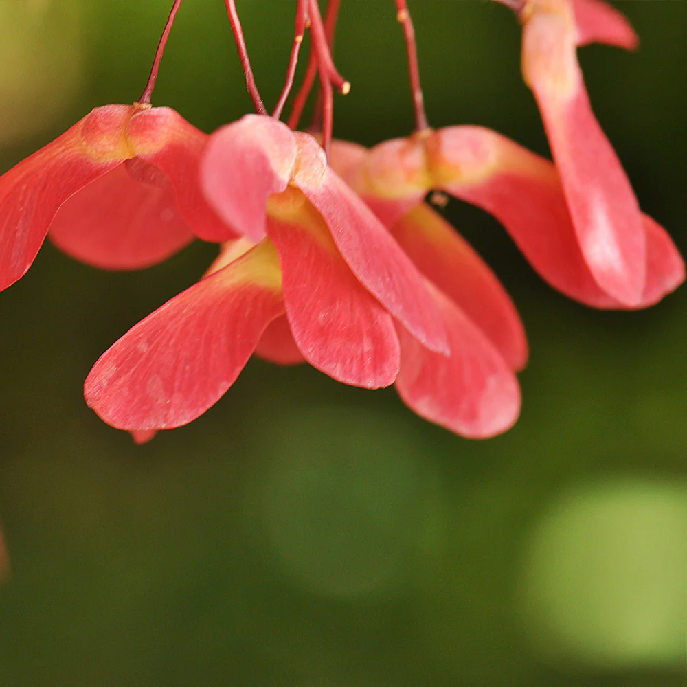 Red Select Japanese Maple Tree - Image 6