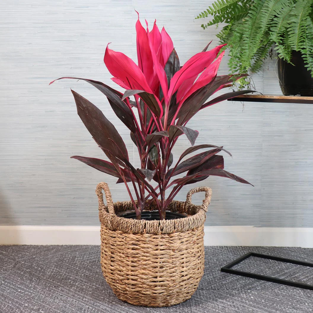 Red Sister Cordyline - Image 2