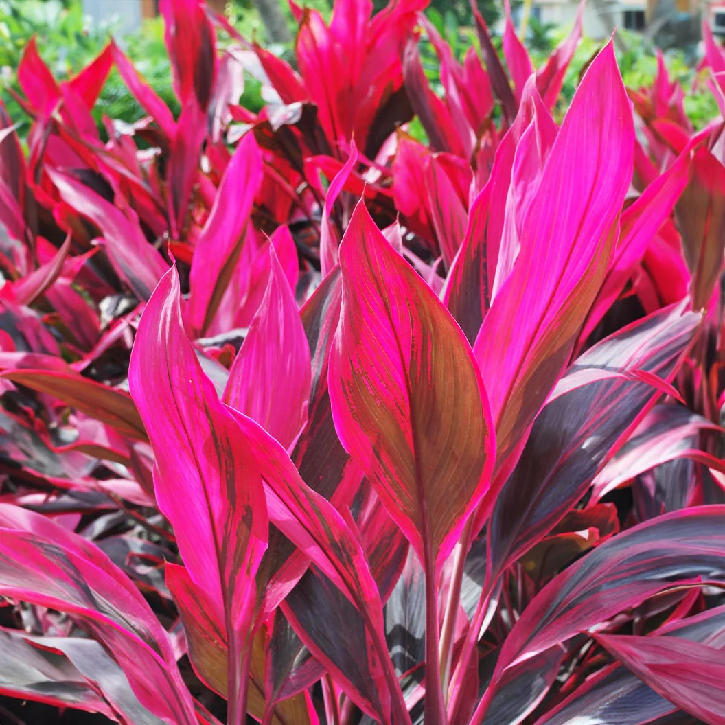 Red Sister Cordyline - Image 3