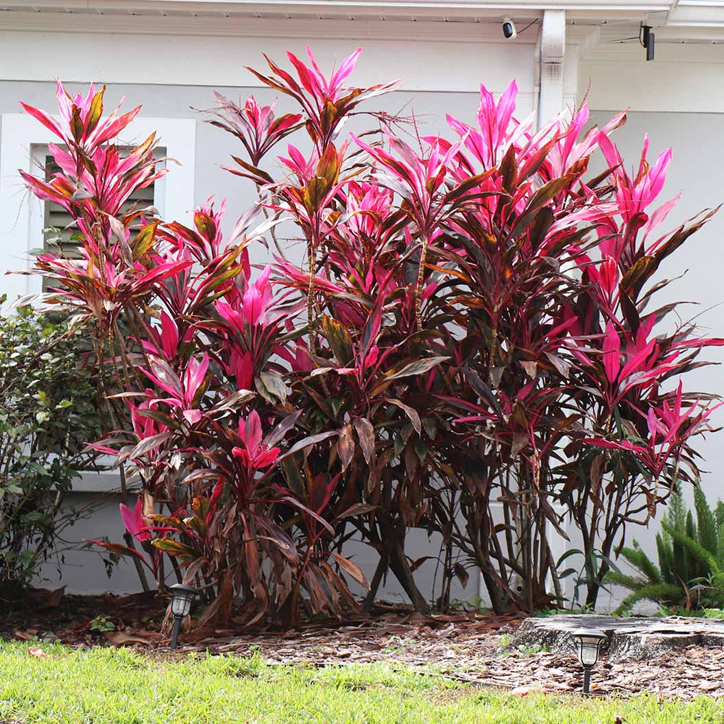 Red Sister Cordyline - Image 4