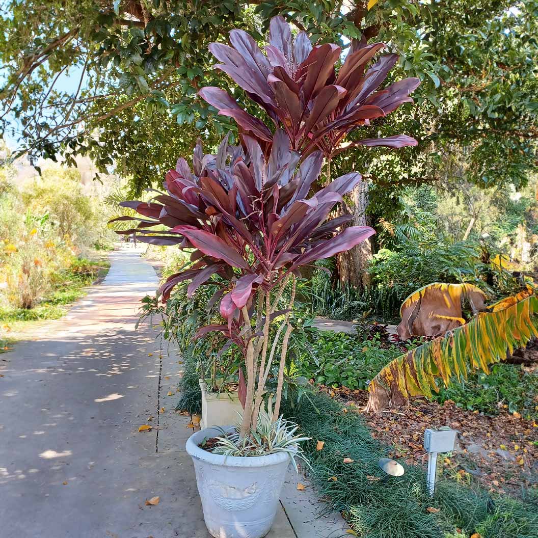 Red Sister Cordyline - Image 5