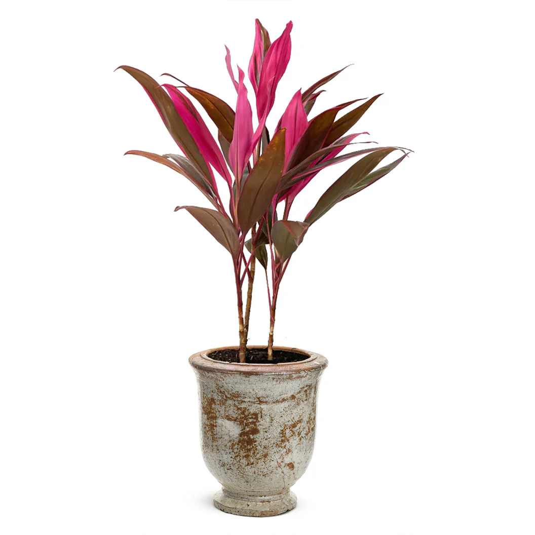 Red Sister Cordyline - Image 6