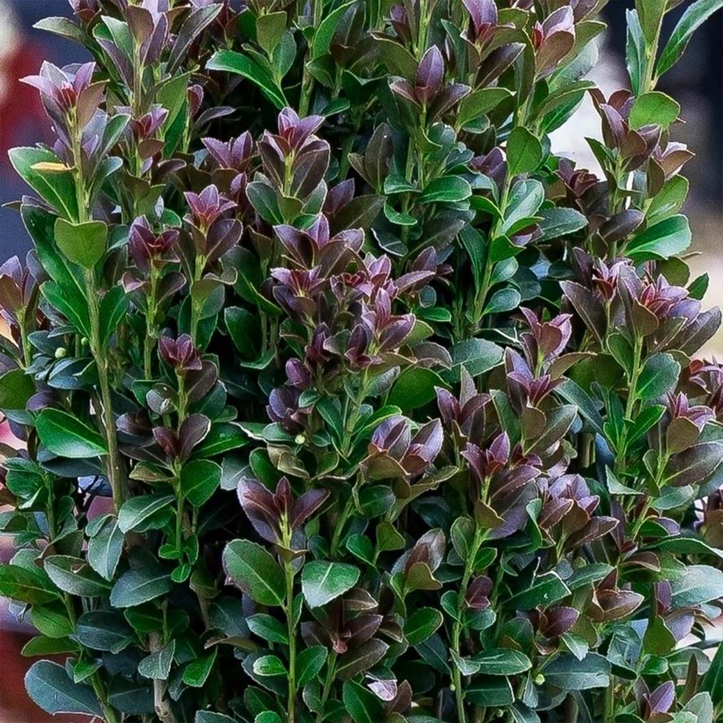 Southern Living® Red Sky™ Holly Shrub - Image 3