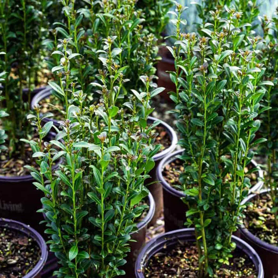 Southern Living® Red Sky™ Holly Shrub - Image 4