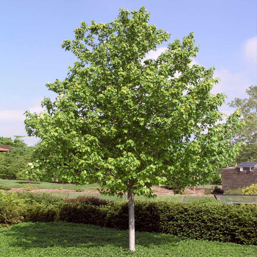 Red Sunset® Maple Tree - Image 5