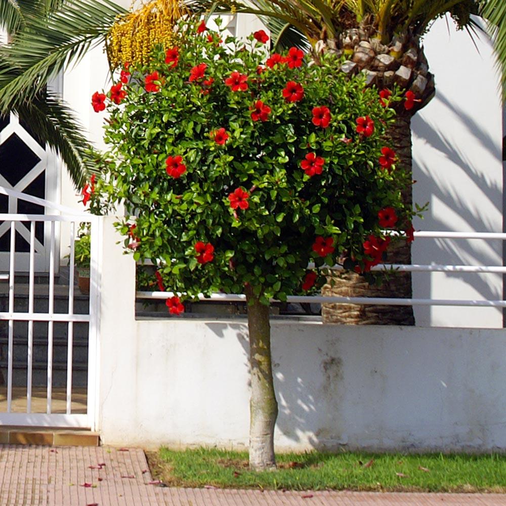 Red Tropical Hibiscus Tree - Image 4