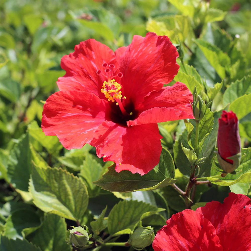 Red Tropical Hibiscus Tree - Image 5