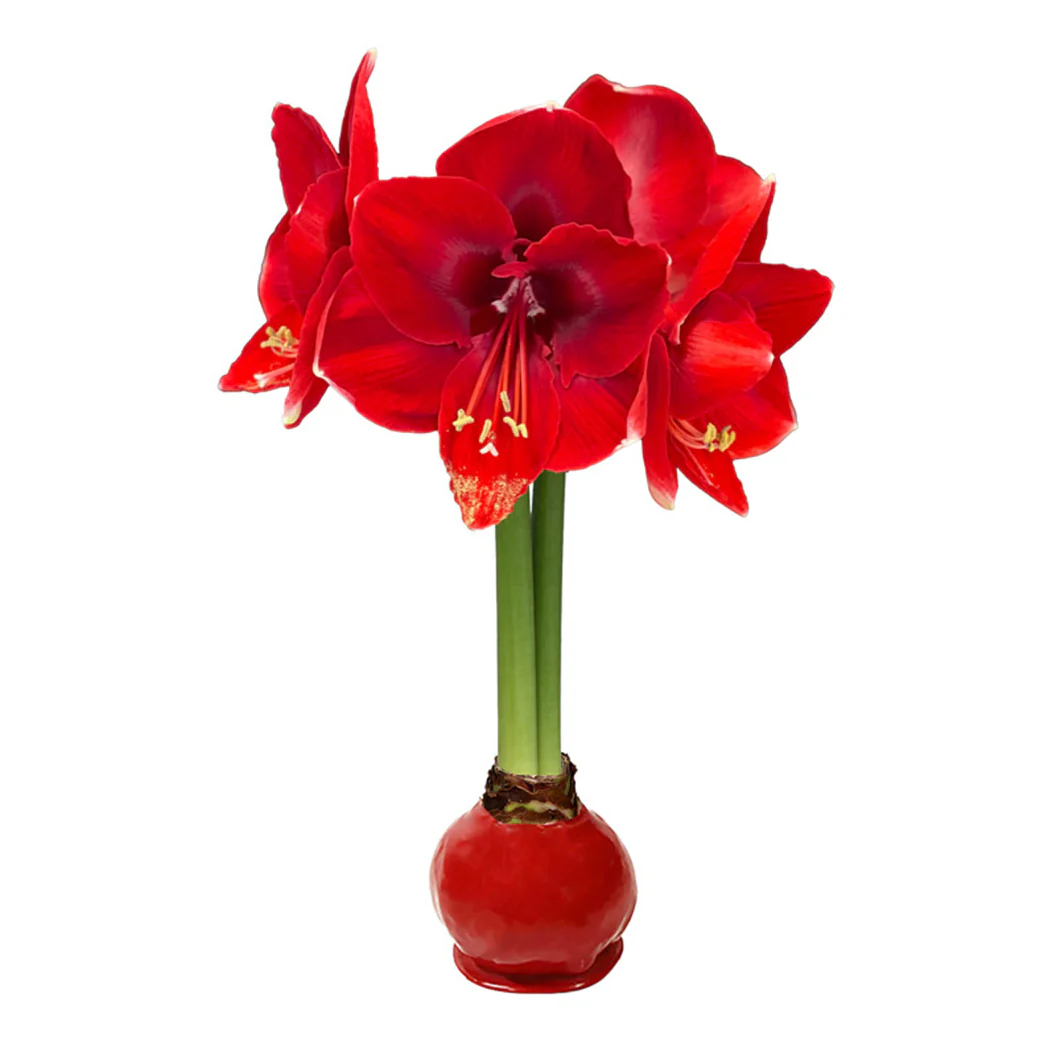 Red Wax-Dipped Amaryllis Bulb with Red Blooms - Image 2