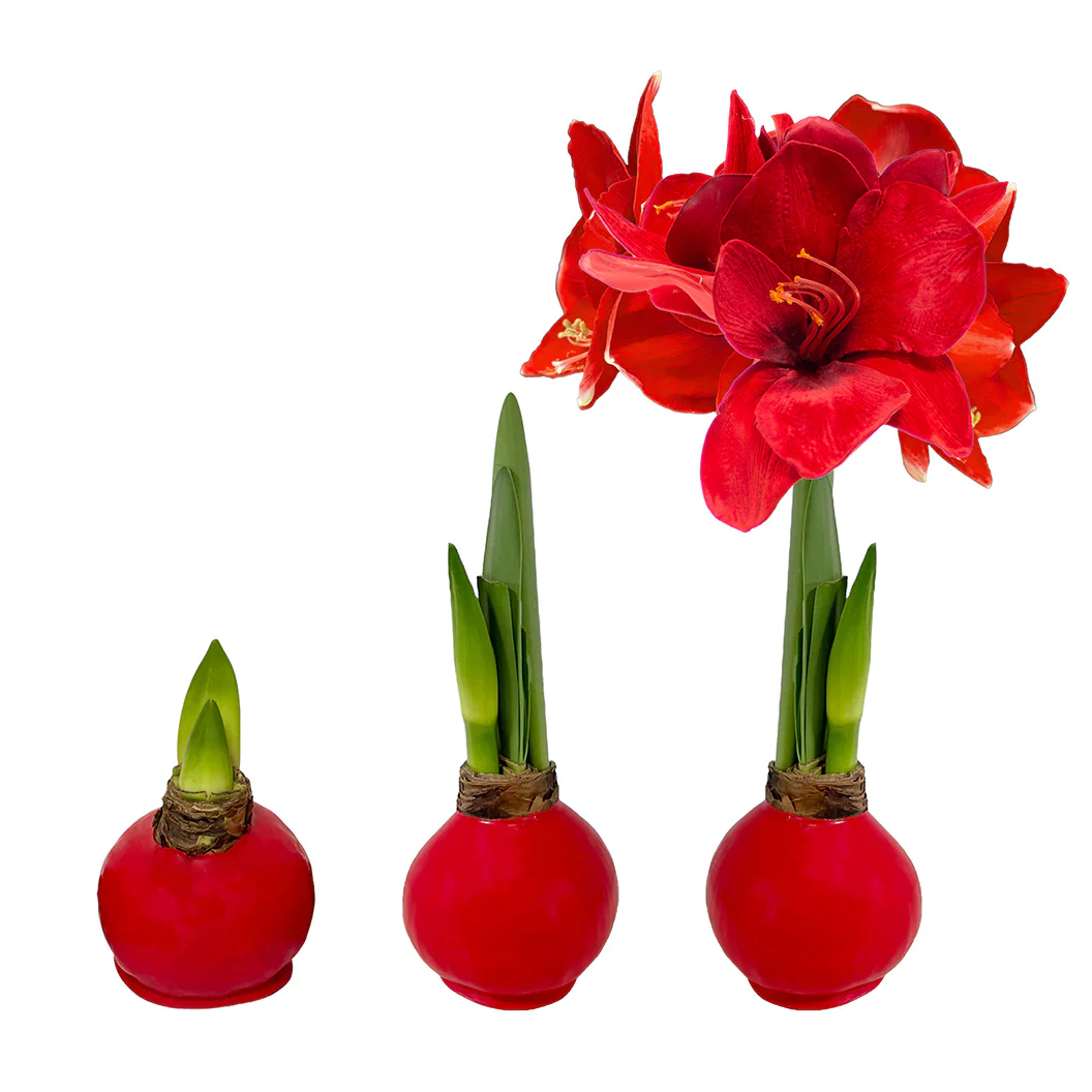 Red Wax-Dipped Amaryllis Bulb with Red Blooms - Image 3