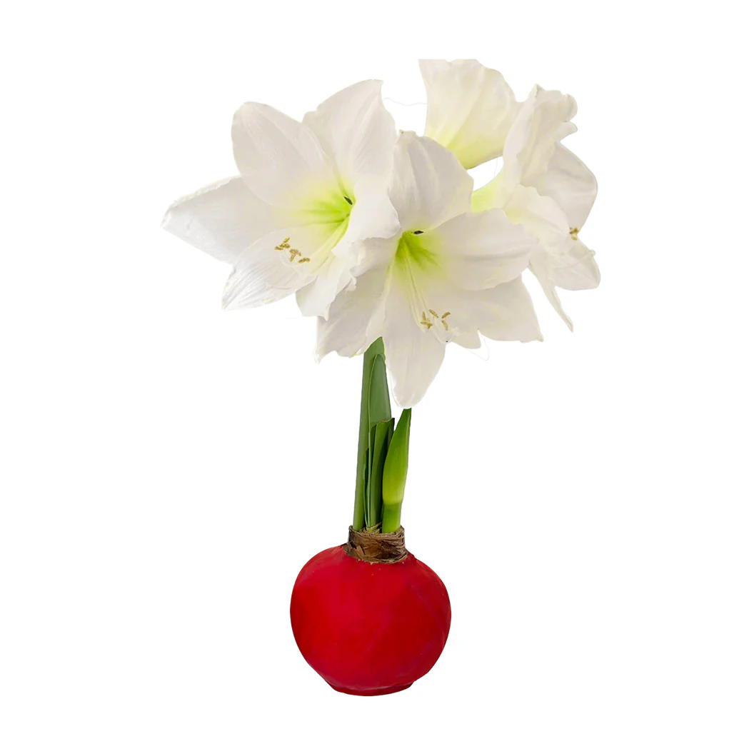 Red Wax-Dipped Amaryllis Bulb with White Blooms - Image 3