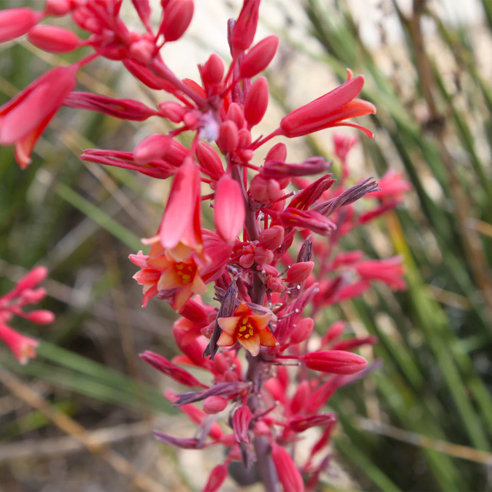 Red Yucca Plant - Image 4