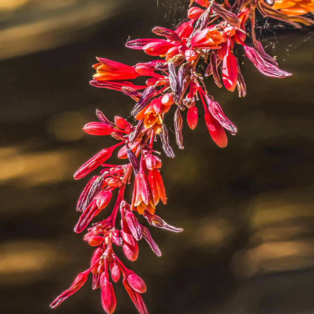 Dwarf Red Yucca Stoplights - Image 2