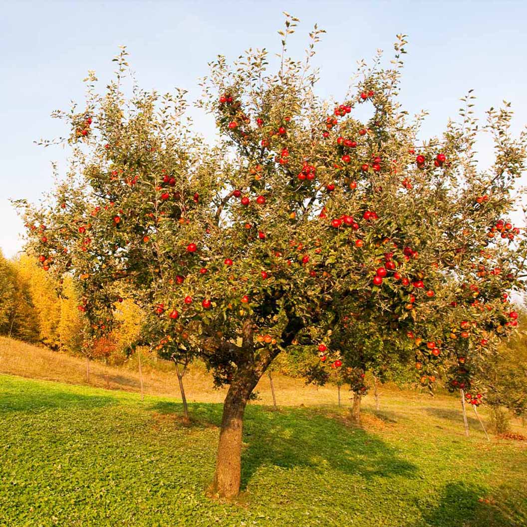 Red Delicious Apple Tree - Image 3