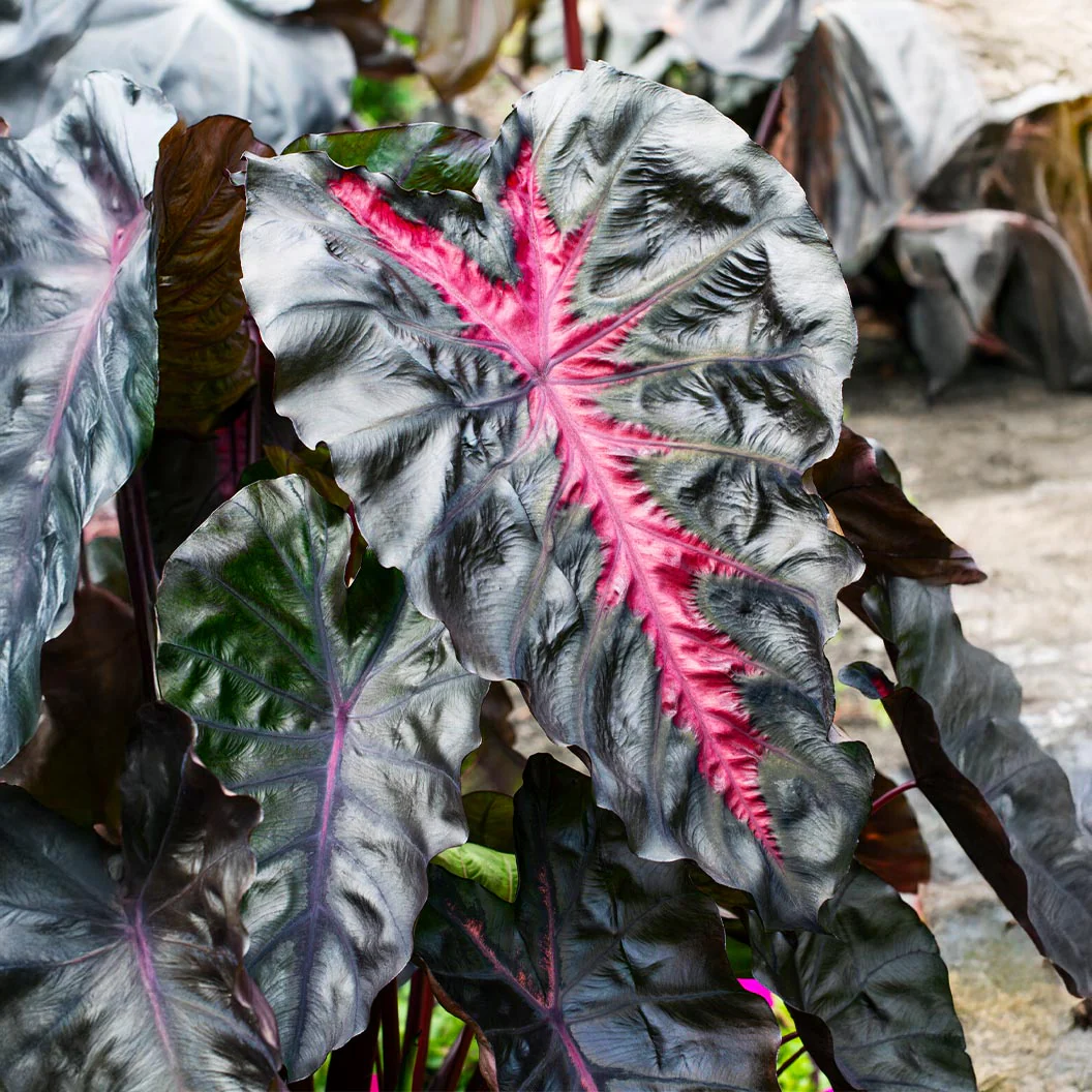 Redemption™ Colocasia Plant - Image 2